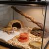 Anti-slip Base Reptiles Water Feeder Detachable Turtle Water Bowl Reptile Water Dispenser  Snakes