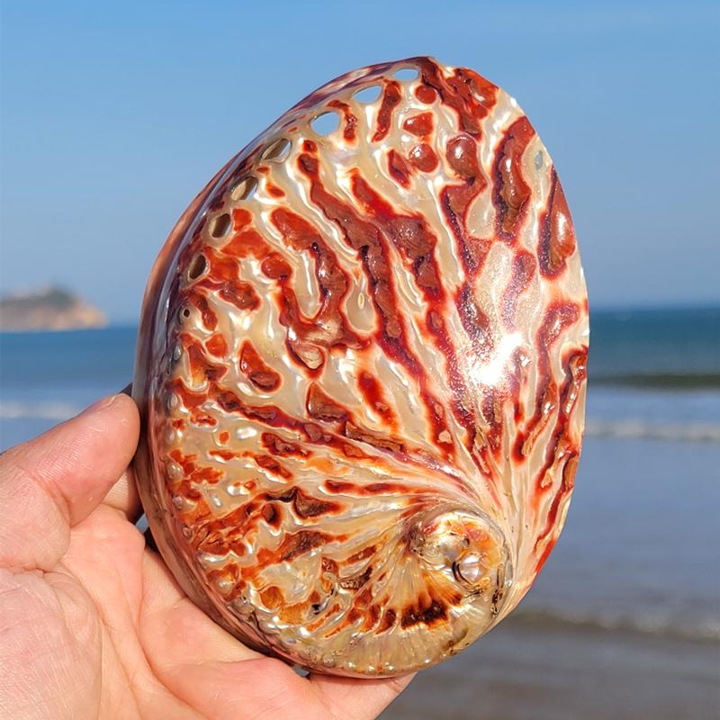Home Decoration Red Pattern Abalone SeaShells Home Accessories Conch Fish Tank Aquarium Creative Decoration Lucky Conch Specimen