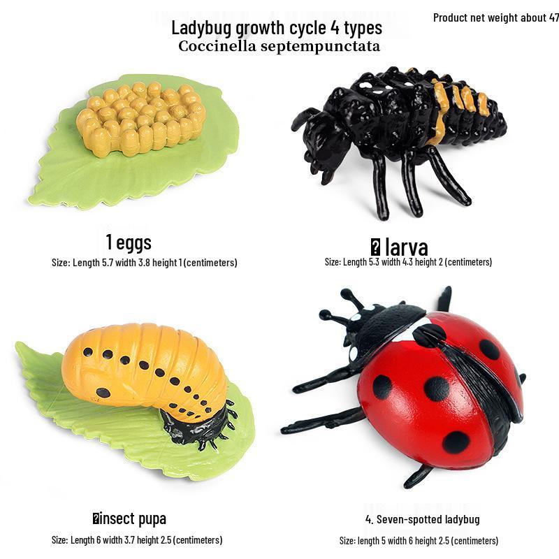 Frog Life Cycle Model Set: Tadpole to Frog Educational Toys for Kids