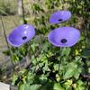 Butterfly Mixer Bee Drinking Water Station Flower Garden Supplies Drinking Water Cup Hummingbird Bird Food Feeder Drinker Parrot