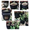 Potato Non-Woven Grow Bags Vegetable Portable Planting Bag 4/7/10 Gallon Bags