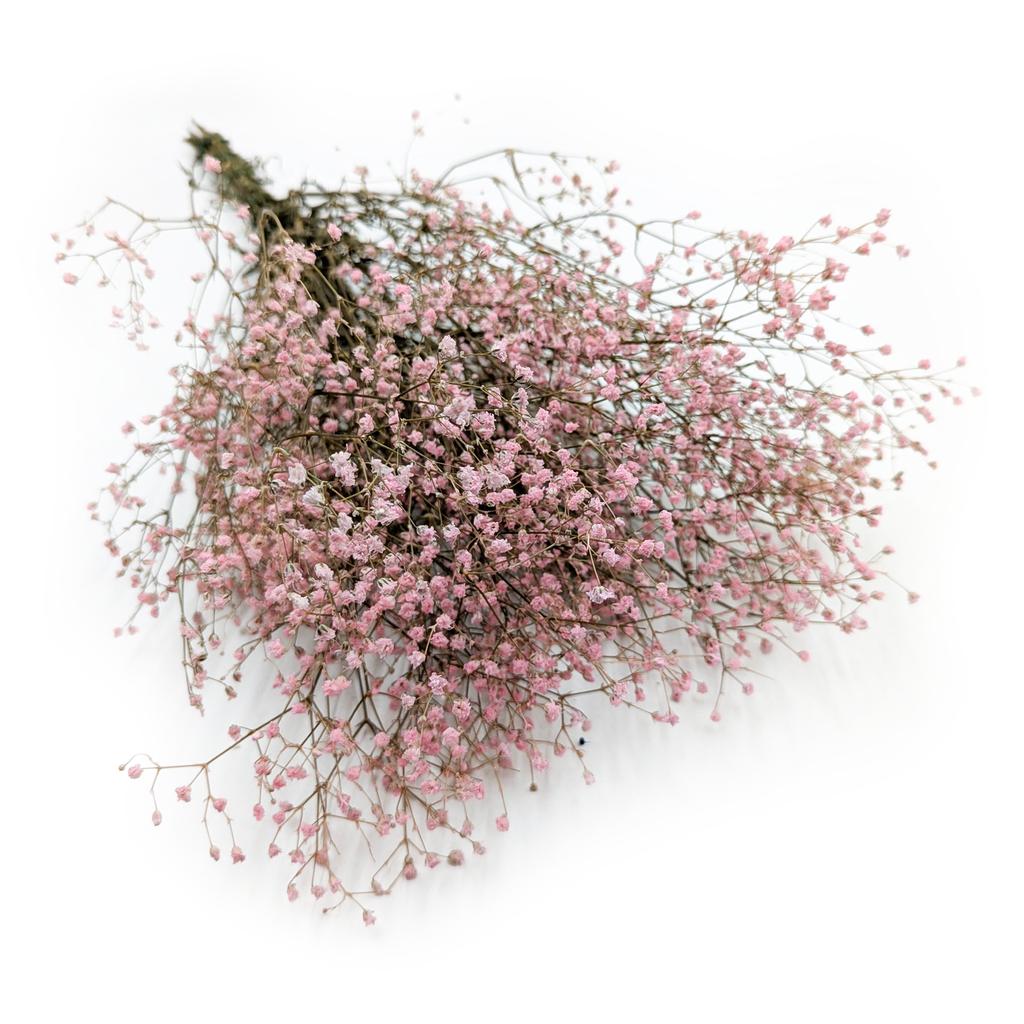 Gipsówka Stabilizowana - (Gypsophila) - Pastelowy Różowy