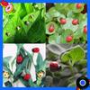 100/200pcs Mini Ladybugs and Bees-Wooden Caterpillars ,Craft Decor,For Scrapbooking,Spring Easter Party Decorations