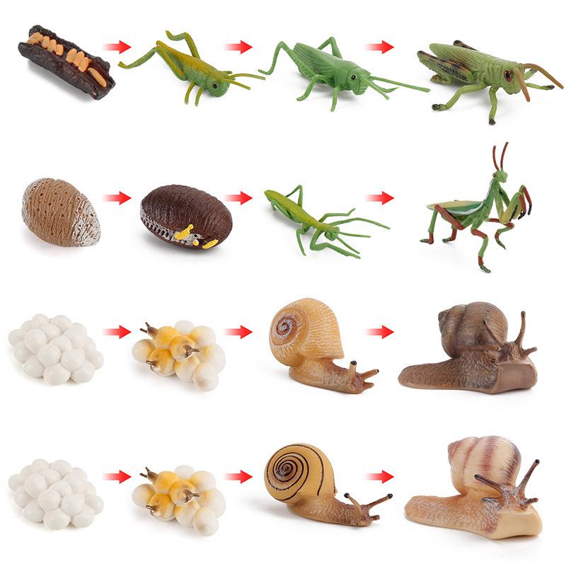 Realistic Sea Turtle, Frog, Snail, and Chick Growth Cycle Figurines for Kindergarten Montessori Learning