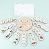 Life Cycle Board Montessori Kit Biology Science Education For Kids Sensory Tray Animal Figure Life Cycle Sorting Christmas Gifts