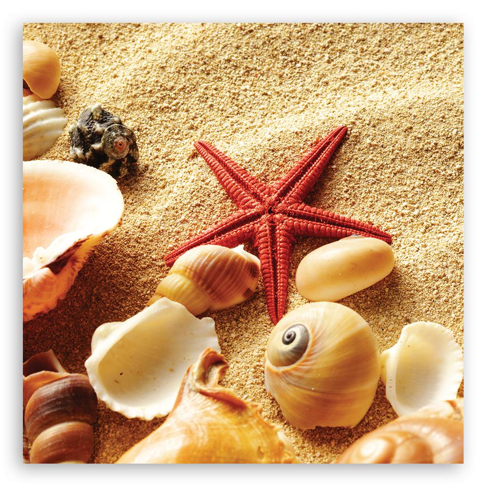 Canvas Print Shells Beach Sand