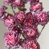 Carnation Fresh Cut Flowers for Teacher's Day, Women's Day, Family Arrangements, and Goddess Day Gifts.