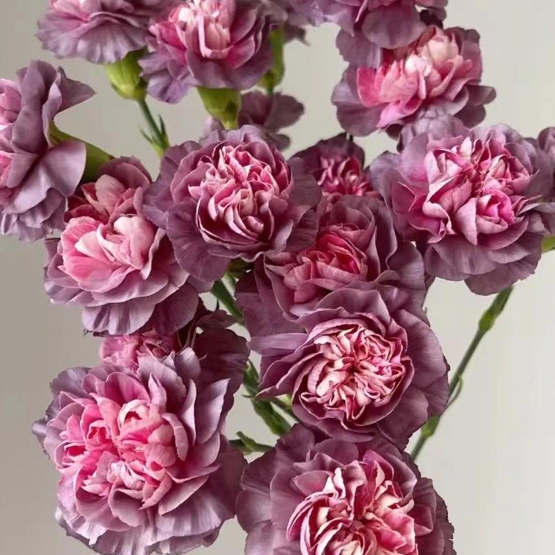 Carnation Fresh Cut Flowers for Teacher's Day, Women's Day, Family Arrangements, and Goddess Day Gifts.