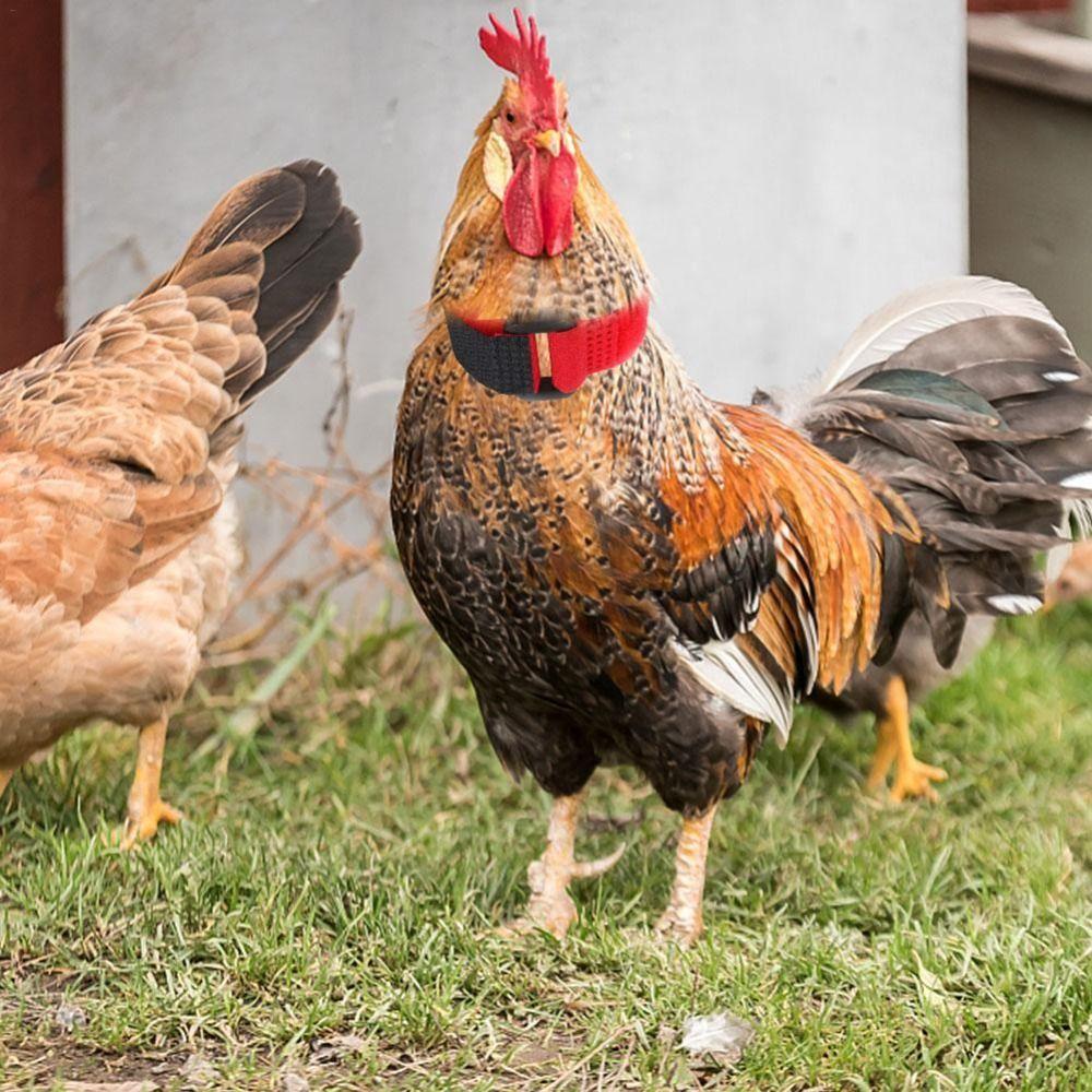 Supplies Poultry Neck Noise Free Neckband Collars Chicken Collar Anti-Hook No Crow Rooster Collar