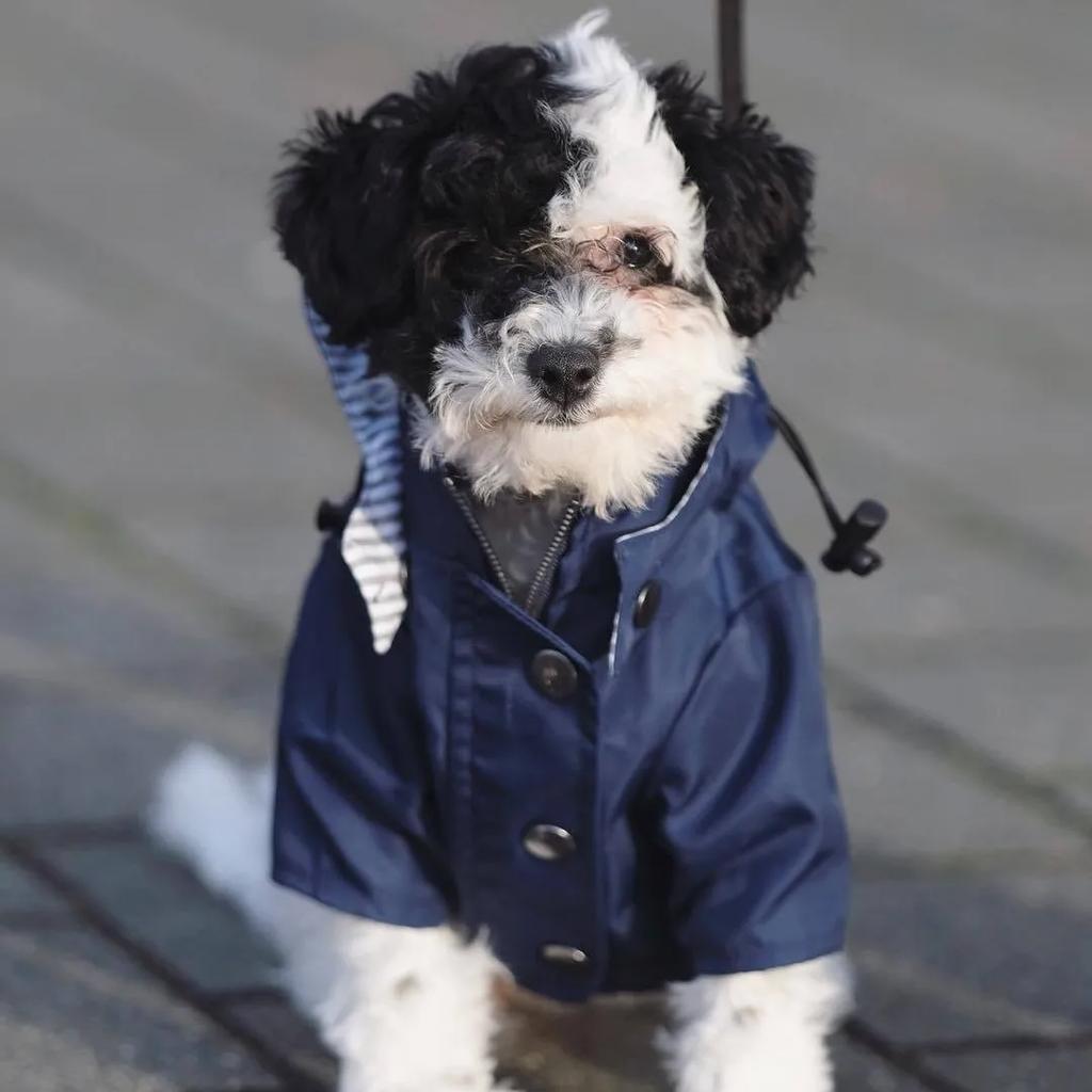 Fashion Multi Colors Dog Rain Coat Pet Waterproof Jacket S-5XL Medium Large Dog Clothing Hoodies
