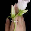 Baked Alaska Mini Flower Bouquet Ring 03