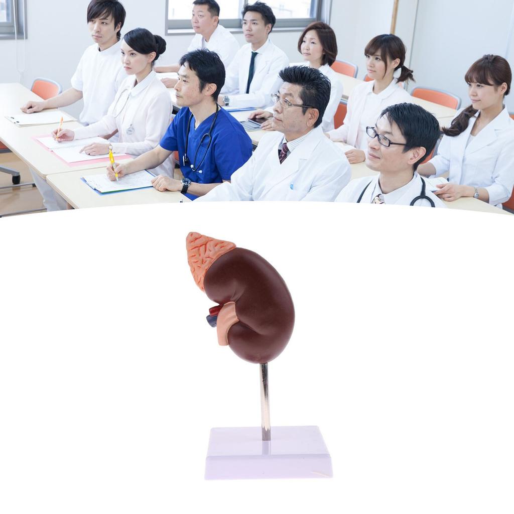 Kidney Model Anatomy Normal Human Anatomical Teaching Doctors Office Educational Tool