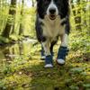 4pcs/set Adjustable Non-Slip Pet Shoes Breathable Rubber Soles Dog Canvas Sneakers Wear-Resistant Puppy Booties Pet Supplies
