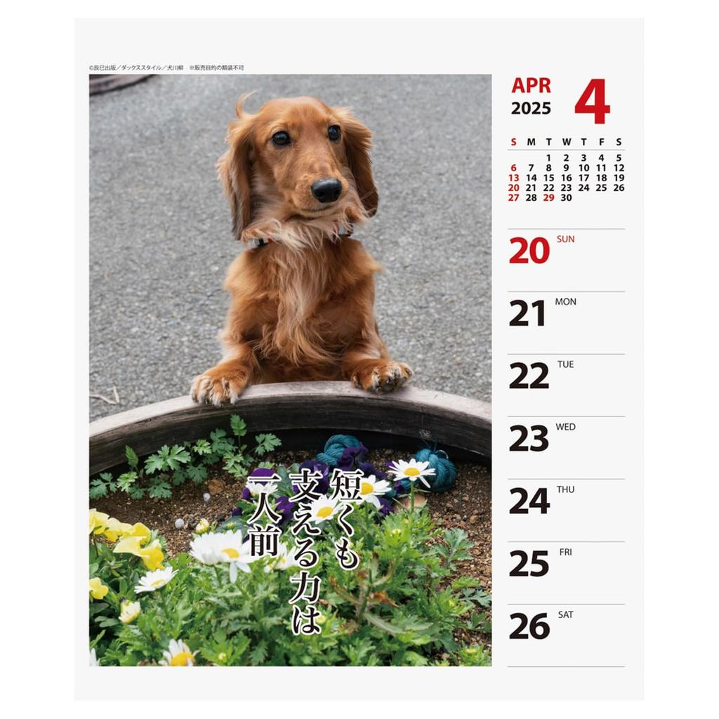 2025 Ducks Senryu (Weekly) Calendar No.024