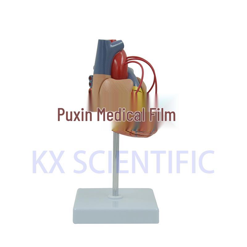 Anatomy Cardiovascular Heart Bypass Model Specimen