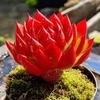 Beautiful Indoor Red Succulent Plant - Four Seasons Greenery & Radiation Protection