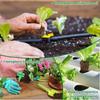 50/100Pcs Seed Grow Sponges Water Absorbent Hydroponic Pods Kit Replacement Root Garden Plant plant Nutrients Growing System
