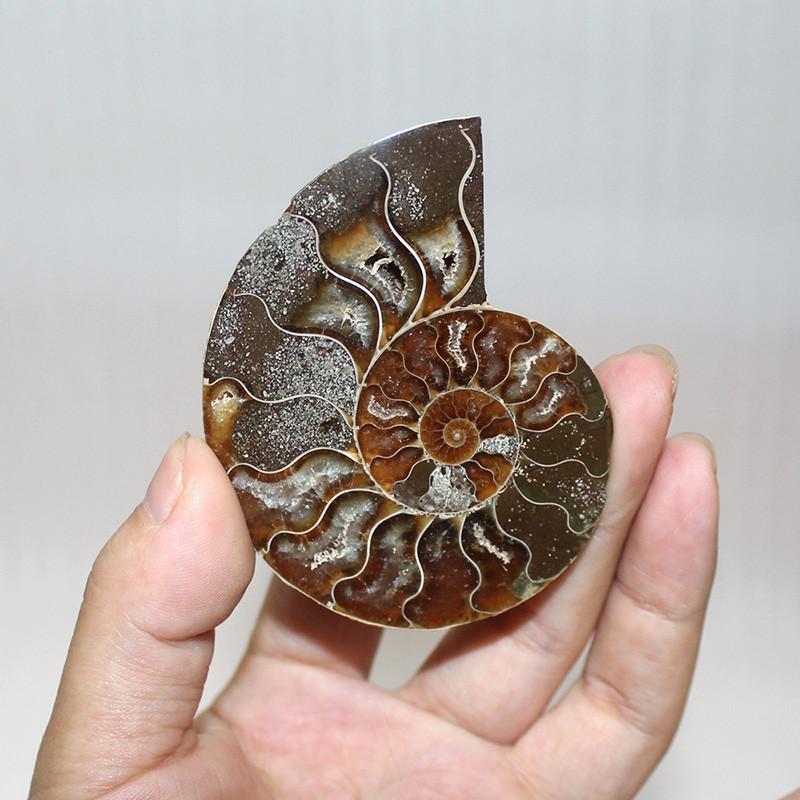 Elegant Pair Natural Ammonite Fossil Conch Specimen For Healing And Home Decor