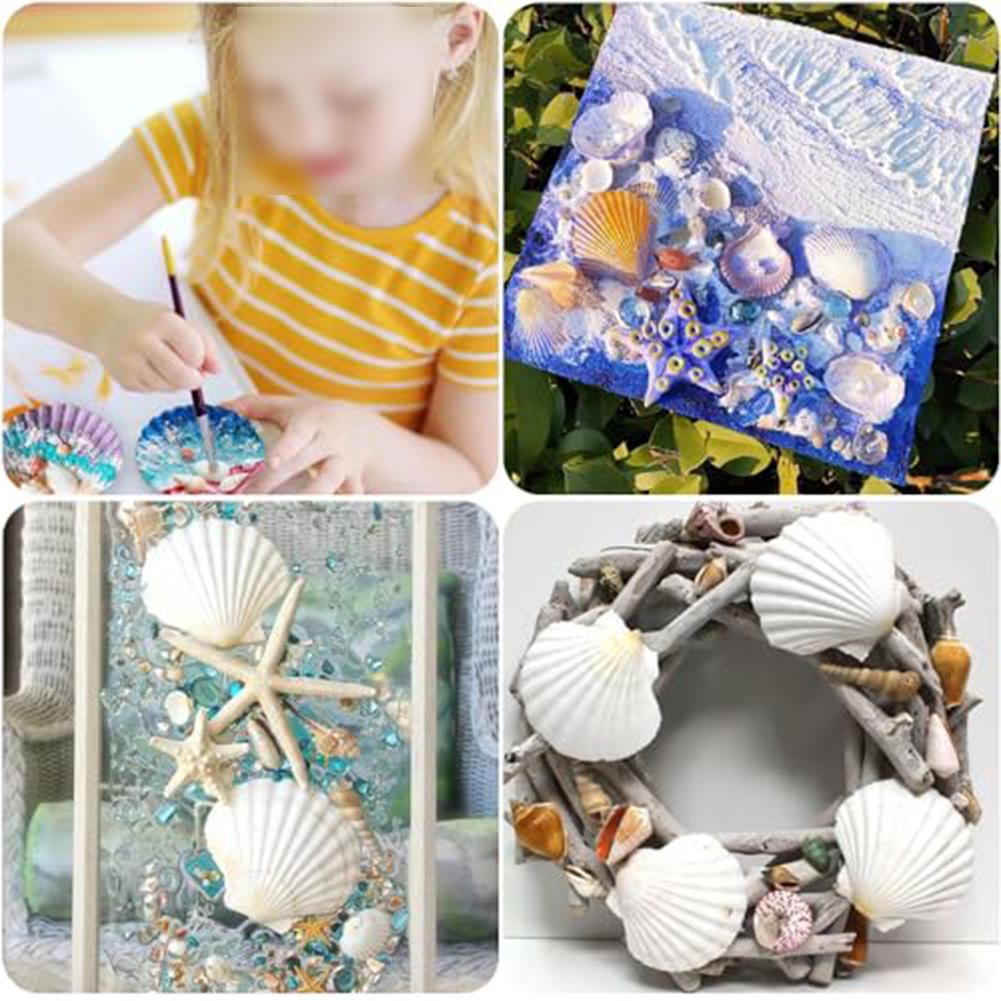 2''-3'' DIY Craft Shells Creative Decoration Ideas For Parties Beach Decor Shells Creative DIY Projects Natural And Safe Shells