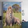 Großer Löwe liegt auf Savannengras Tüll Transparent Vorhänge für Wohnzimmer das Zimmer Schlafzimmer Küchendekoration Voile Organza Vorhänge