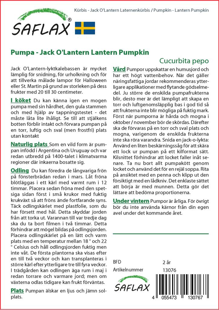 SAFLAX Pumpkin - Lantern Pumpkin - 10 Seeds - Cucurbita Pepo