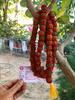 LAB CERTIFIED 54+1 Bead Indian Origin Rudraksha Mala 5 Mukhi 5 Faces, Big Beads 18-20 Mm 36 Inch, Lord Shivas Rosary Jaap Mala Prayer