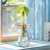High Borosilicate Avocado Hydroponic Vase for Pit Seed Cultivation