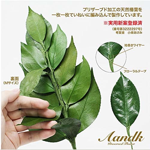 A&K Premium Preserved Sakaki Trees, Small, Pair, Approx. 28cm Tall X 14cm Wide, Made with Premium Tanba Camellia Leaves, Perfect for Shinto Shrine Off
