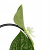 Gold Metal Support for Climbing Plants Portale 60cm - Elegant Ladder for Flowers in Glamorous Style, Modern Gold Support Frame for Monstera