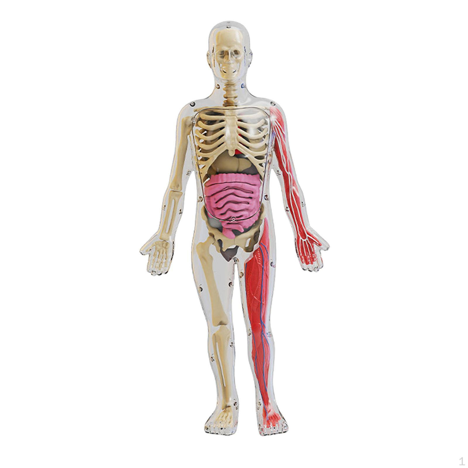 Human Body Puzzle Kits for Kids Classroom Demonstration DIY Assembly Teaching Material Model