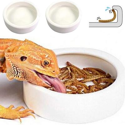 Reptile – Terarii pentru reptile