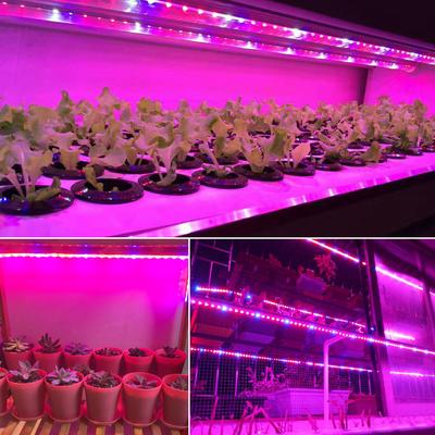5M Phytolamps LED Grow Light Strip SMD 5050 12V Plant Flower Led Indoor Greenhouse Seeds Cultivo Hydroponic LED Phyto Lamps Tape