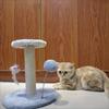 Sturdy Small Cat Tree with Scratching Column, Hanging Mouse and Spring Ball - Ideal Kitten Furniture