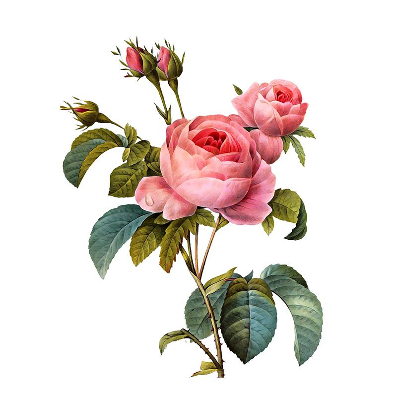 

C246 # Страстная Роза Настенная Наклейка Ванная Комната Туалет Декор Наклейки Гостиная Шкаф Украшения Дома Самоклеящаяся Фреска F-23.3x30cm-PET