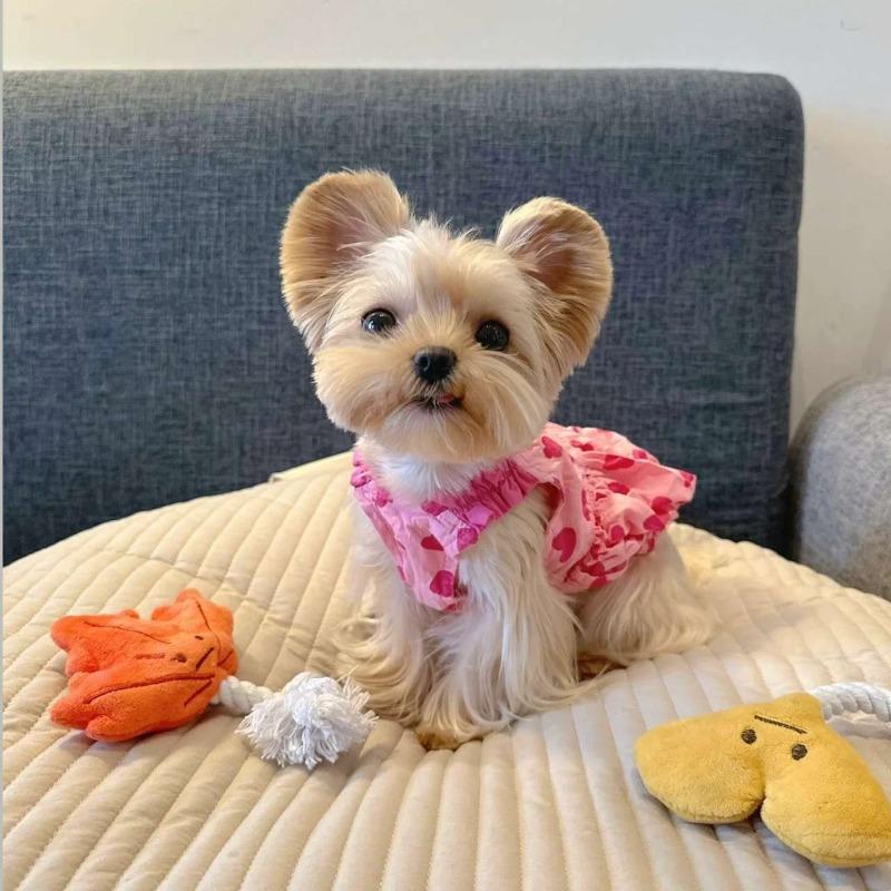 

Spring/Summer Dog Clothes Fresh Princess Dress Pet Maltese Schnauzer Yorkshire Teddy Bichon Shiba Inu Cat XS bust 29cm about 1 kg