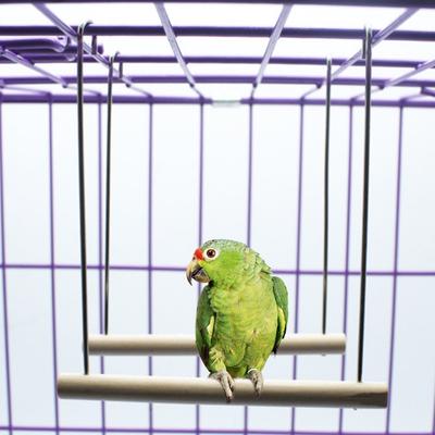 Natural Wooden Birds Perch Parrots Hanging Swing Cage Pendant Toys Stand Holder