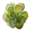 Micro Landscape Ornament Simulation No Watering Realistic Ornaments Flocking Texture Indoor