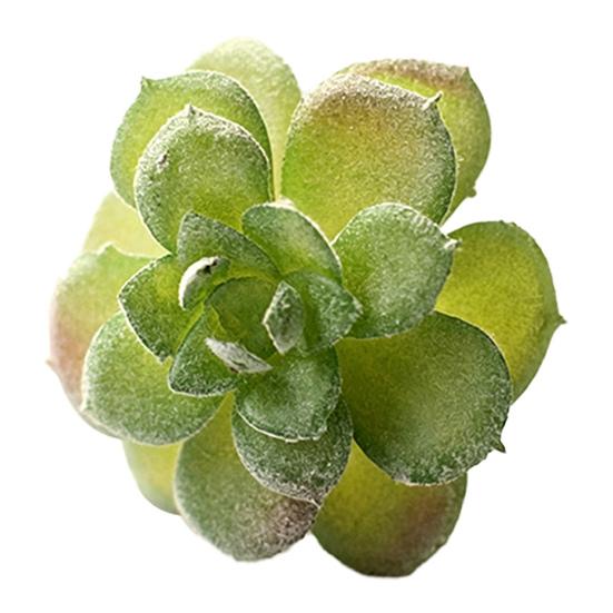Micro Landscape Ornament Simulation No Watering Realistic Ornaments Flocking Texture Indoor
