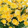 Artificial Flower UV-resistant Easy Care Long Stem Greenery Shrub Plant Faux Cemetery Farmhouse Decor Chrysanthemum