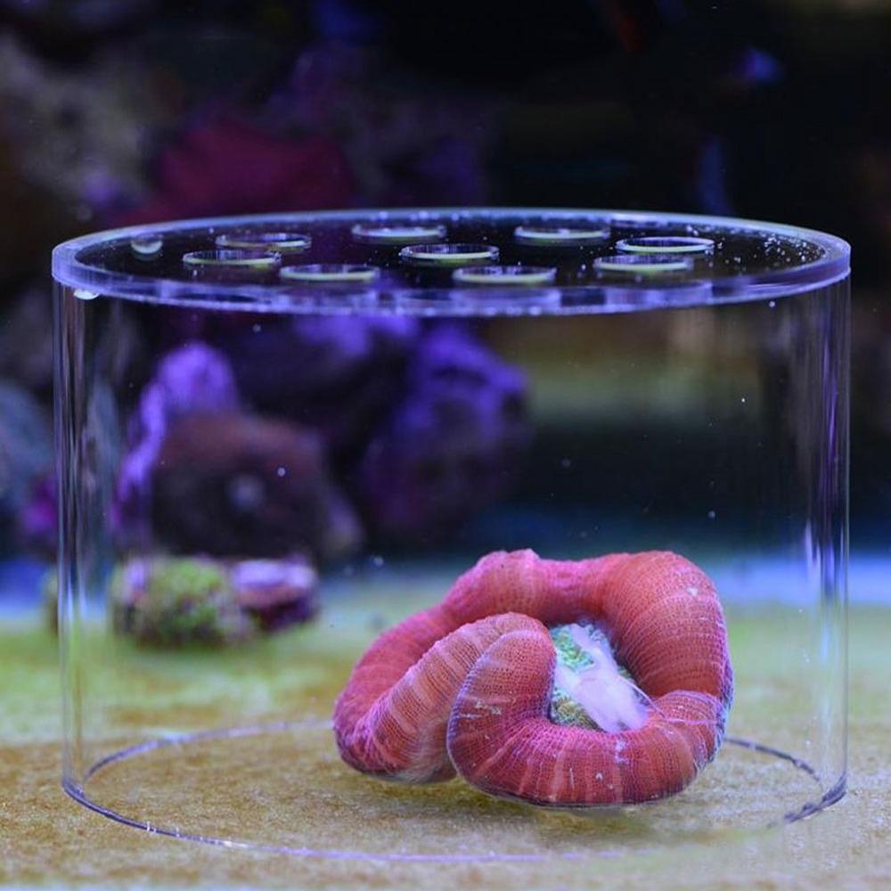 Acrylic Coral Feeder Cover Anti Feeding Shrimp Multiple sizes available Fish Tank Cover Transparent Breeding Protection Cover
