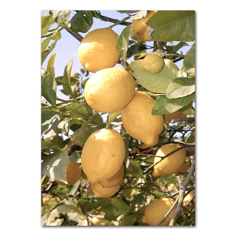 Spring Flowers Tulips Lemon Nature Posters Prints Jungle Deer Bike Wall Art Pictures Canvas Painting Nordic Home Room Decor