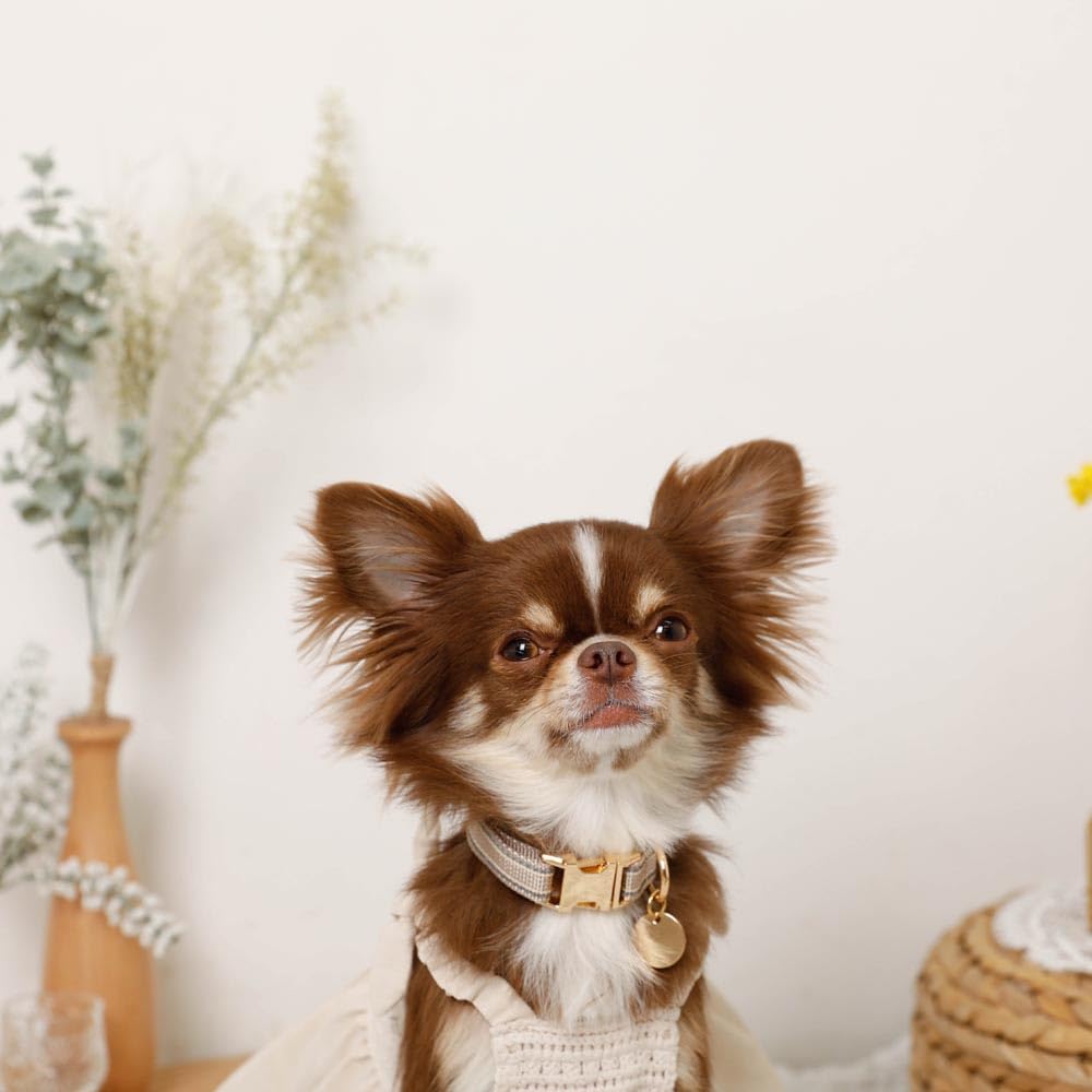 Reflective Dog Collar Popular Brand for Toy and Small Perfect for Walking monchéri [Mixed Color] (Cream/FREE) Cute, Stylish, Poodles, Chihuahuas,