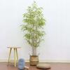 Artificial Bamboo Plant Xxl In A Realistic Pot 180Cm For Home Office