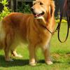 Strong Genuine Leather Dog Leash with Softening Treatment Comfortable Handle for Medium and Large German Shepherd Dogs