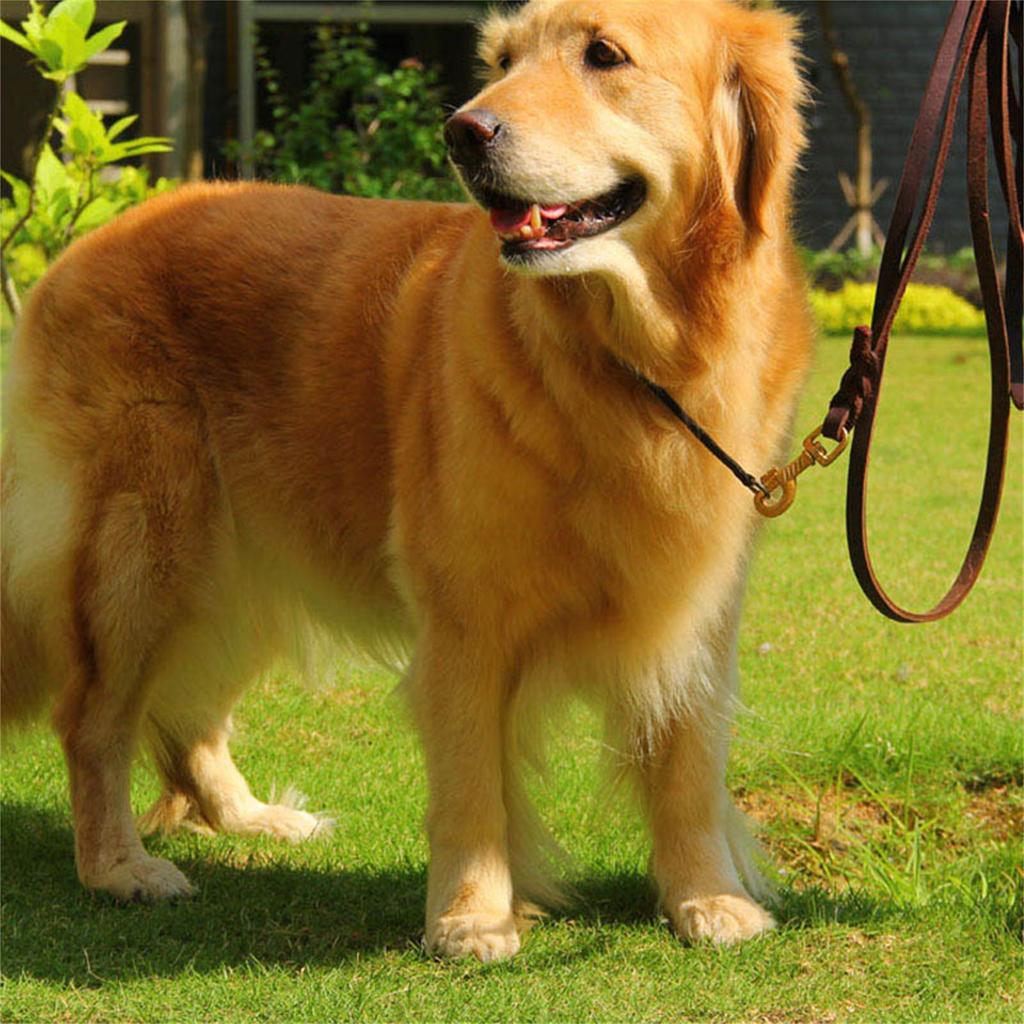 Strong Genuine Leather Dog Leash with Softening Treatment Comfortable Handle for Medium and Large German Shepherd Dogs