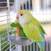 Pássaros – Louça para aves
