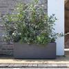 DEROMA Jardinière Muret Millennium R - 99 x h39 cm - Anthracite - A réserve d'eau - Roulettes