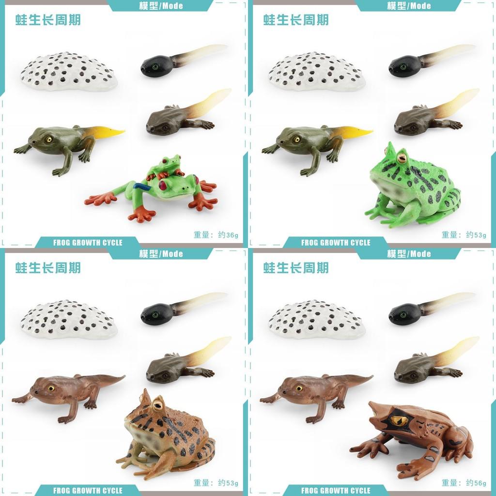 Realistic Pvc Red Eyed Frog Lifecycle Model Stunning Static Display For Nature Lovers