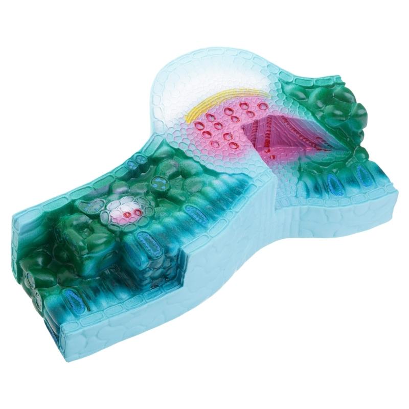 

Educational Leaf Structure Anatomy Model Realistic Anatomical Plant Leaf Models Classroom Learning Tool for Science Lab 1