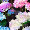 3Head Hydrangea Rose Flower Solar Led Light Outdoor Garden Lawn Lamps for Garden Vegetable Patch Patio Country House Decoration